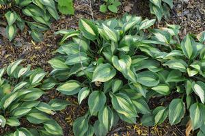 Hosta 'Striptease' Plantain Lily from Kansas Roots