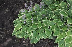 Hosta 'Veronica Lake' Plantain Lily from Kansas Roots