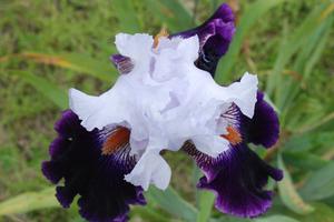 Iris germanica 'American Pride' Bearded Iris from Kansas Roots