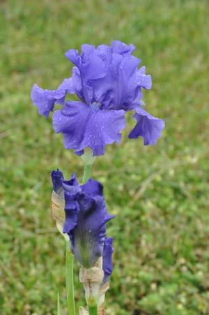 Iris germanica 'Breakers' Bearded Iris from Kansas Roots