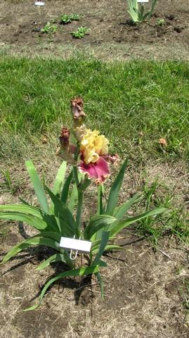 Iris germanica 'Decadence' Bearded Iris from Kansas Roots