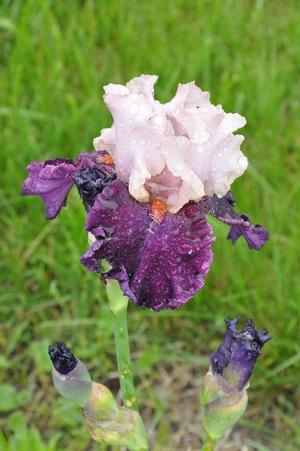 Iris germanica 'Fashion Magic' Bearded Iris from Kansas Roots
