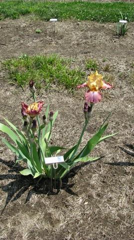 Iris germanica 'High Chapparral' Bearded Iris from Kansas Roots