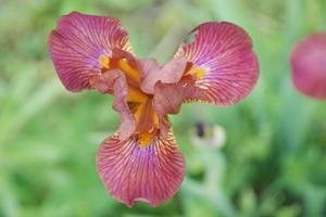 Iris germanica 'Hot News' Bearded Iris from Kansas Roots