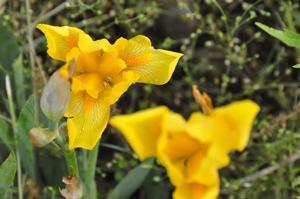 Iris germanica 'Marjorie L' Bearded Iris from Kansas Roots