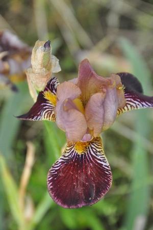Iris germanica 'Petite Louvois' Bearded Iris from Kansas Roots