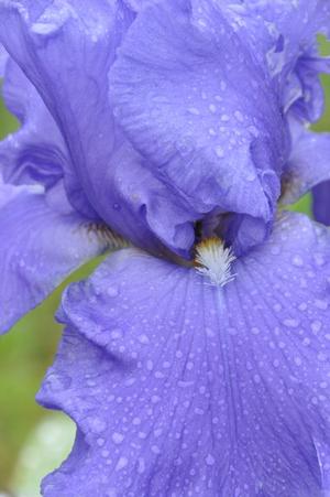 Iris germanica 'Shipshape' Bearded Iris from Kansas Roots