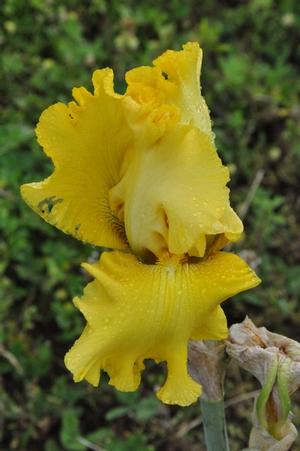 Iris germanica 'Spectral Challenge' Bearded Iris from Kansas Roots