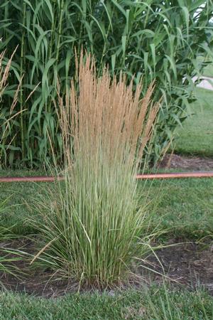 Calamagrostis x acutiflora 'Avalanche' Feather Reed Grass from Kansas Roots