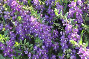 Angelonia 'Angelmist Spreading Purple Improved' Summer Snapdragon from Kansas Roots