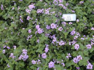 Lantana montevidensis 'Trailing Lavender' Lantana from Kansas Roots