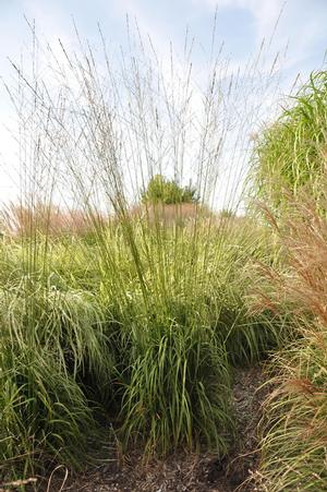 Molinia caerulea ssp. arundinacea 'Skyracer' Purple Moor Grass from Kansas Roots