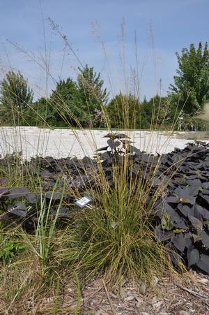 Sporobolus heterolepis Prairie Dropseed from Kansas Roots