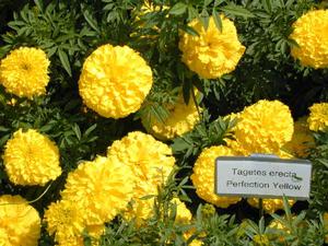 Tagetes erecta 'Perfection Yellow' Marigold from Kansas Roots