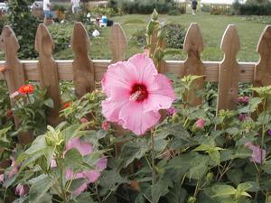 Hibiscus 'Sweet Caroline' Perennial Hibiscus from Kansas Roots