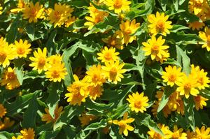 Melampodium divaricatum 'Million Gold' Butter Daisy from Kansas Roots