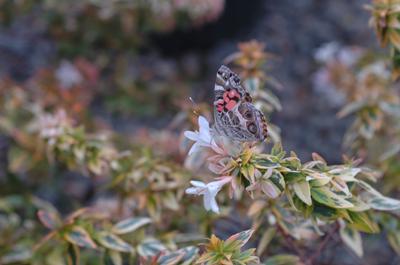 Abelia x grandiflora 'Kaleidoscope' Glossy Abelia from Kansas Roots