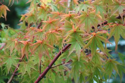 Acer palmatum 'Sango Kaku' Coral Bark Maple from Kansas Roots