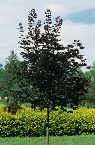 Acer platanoides 'Crimson King' Norway maple from Kansas Roots