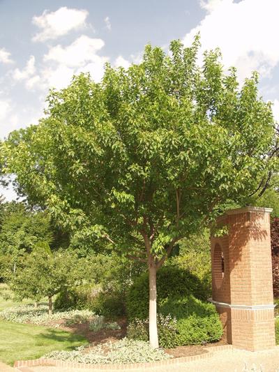 Acer tataricum subsp. ginnala 'Flame' Tatarian Maple from Kansas Roots