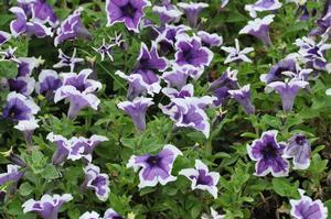 Petunia x hybrida 'Cascadia Violet Skirt' Petunia from Kansas Roots