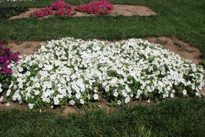 Petunia x hybrida 'Easy Wave® Series' Spreading Petunia from Kansas Roots