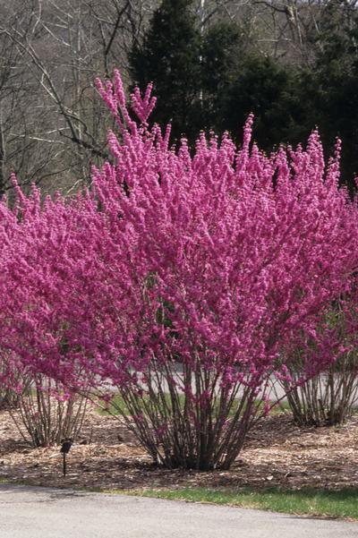 Cercis chinensis Chinese Redbud from Kansas Roots