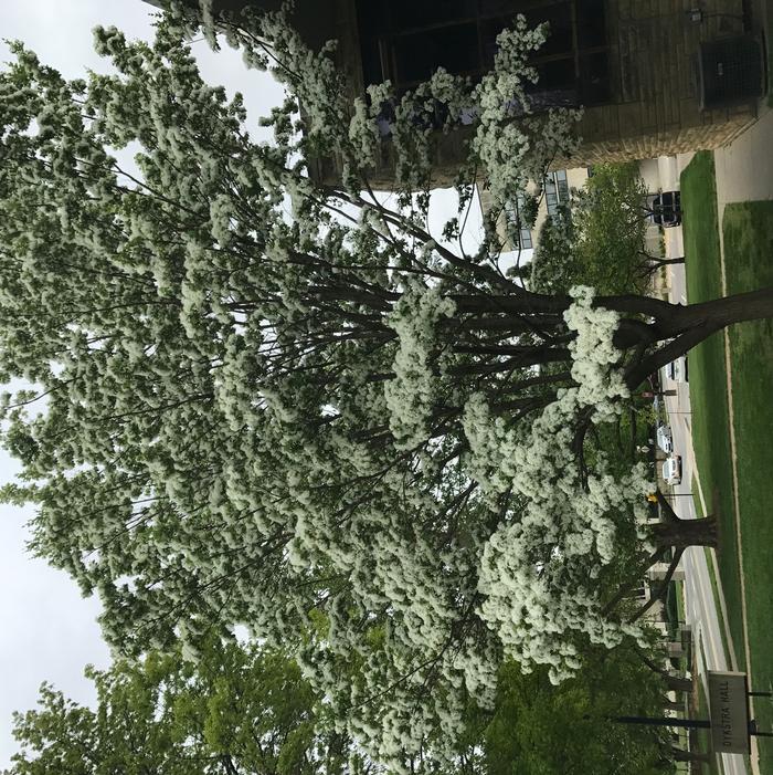 Chionanthus virginicus, Dykstra Hall, Kansas State University, Manhattan, KS. April 26, 2017