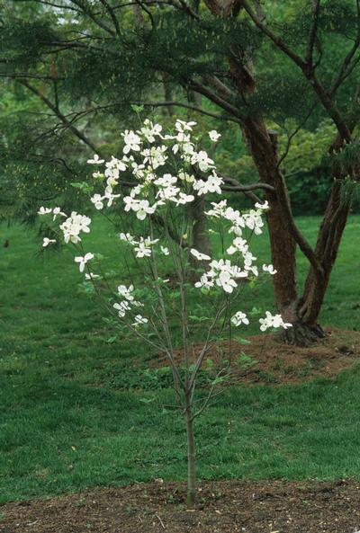 Cornus florida 'Cloud 9' Flowering Dogwood from Kansas Roots