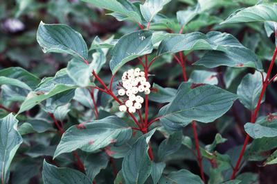 Cornus sericea 'Baileyi' Redosier Dogwood from Kansas Roots