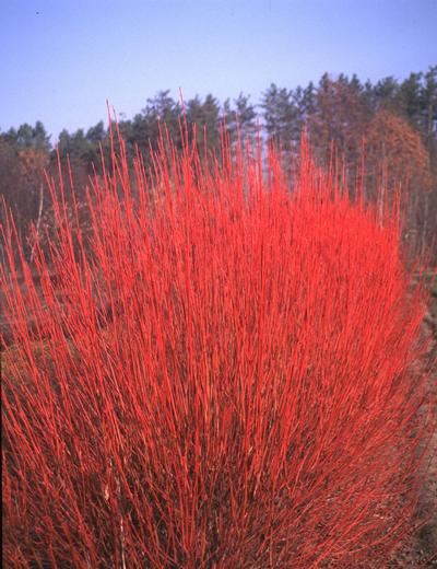 Cornus sericea 'Cardinal' Red-Osier Dogwood from Kansas Roots