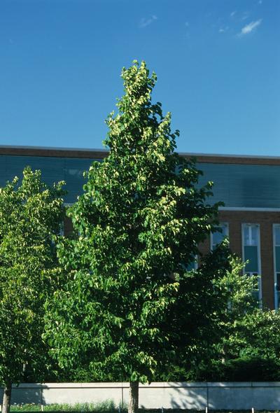 Corylus colurna Turkish Filbert from Kansas Roots