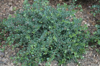 Cotoneaster apiculatus Cranberry Cotoneaster from Kansas Roots