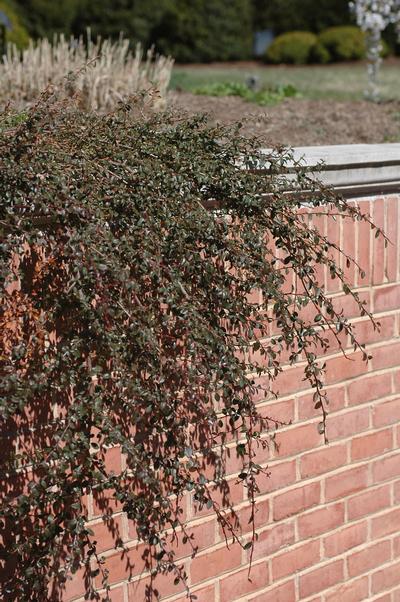Cotoneaster dammeri 'Coral Beauty' Chinese Bearberry from Kansas Roots