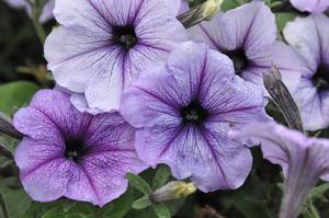 Petunia x hybrida 'Hurrah™ Series' Petunia from Kansas Roots