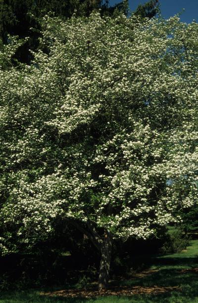 Crataegus viridis 'Winter King' Green Hawthorn from Kansas Roots