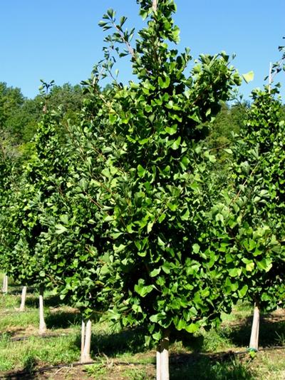 Ginkgo biloba 'Autumn Gold' Maidenhair Tree from Kansas Roots