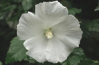 Hibiscus syriacus 'Diana' Rose of Sharon from Kansas Roots