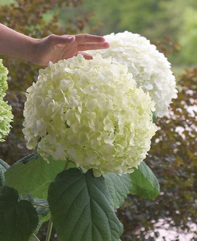 Hydrangea arborescens 'Incrediball®' Smooth Hydrangea from Kansas Roots