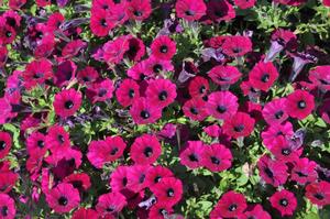 Petunia x hybrida 'Littletunia™ Series' Petunia from Kansas Roots
