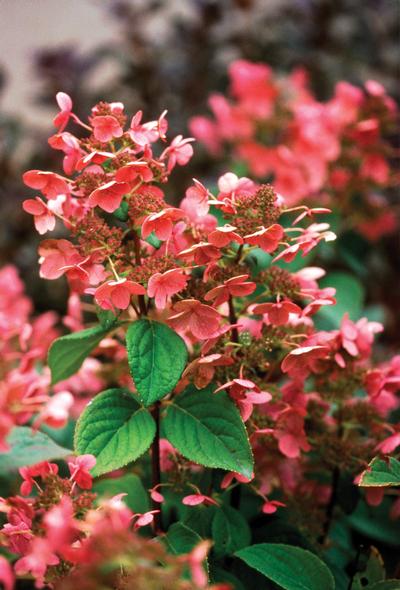 Hydrangea paniculata 'Quick Fire®' Hardy Hydrangea from Kansas Roots