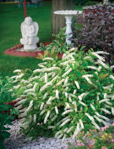 Itea virginica 'Sprich' Little Henry® Virginia Sweetspire from Kansas Roots