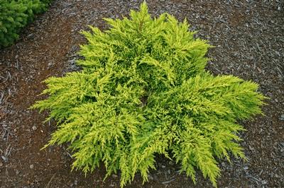 Juniperus chinensis 'Daub's Frosted' Chinese Juniper from Kansas Roots