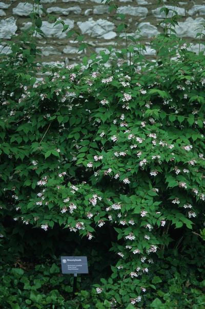 Kolkwitzia amabilis 'Pink Cloud' Beauty Bush from Kansas Roots