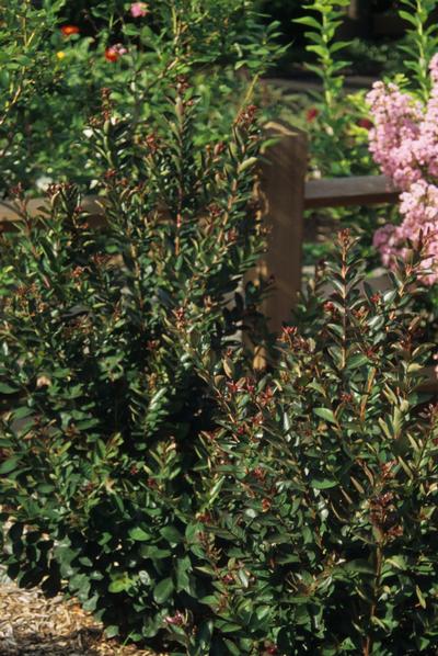 Lagerstroemia indica 'Raspberry Sundae®' Crapemyrtle from Kansas Roots