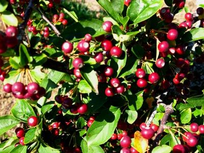 Malus sargentii Sargent Crabapple from Kansas Roots
