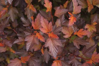 Physocarpus opulifolius 'Coppertina™' Ninebark from Kansas Roots