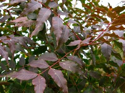 Pistacia chinensis Chinese Pistachio from Kansas Roots