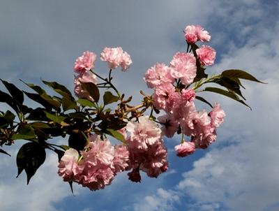 Prunus serrulata 'Kwanzan' Flowering Cherry from Kansas Roots