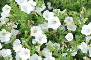 Petunia x hybrida 'Pop Rocks White' Petunia from Kansas Roots